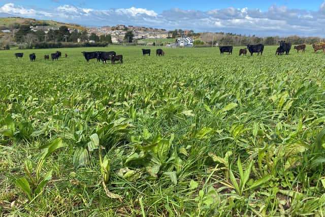 Cattle grazing a multi-species sward on the farm of EIP group member Paul Turley
