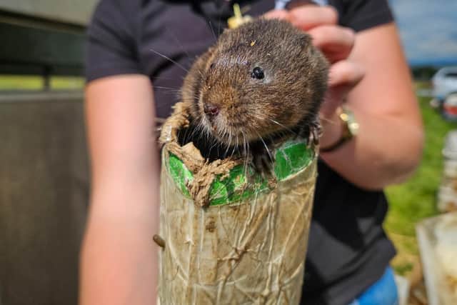Once a common sight in our rivers, water voles have vanished from the Lake District. In a bid to re-establish this small, yet vital part of the ecosystem, environmental organisations and landowners have joined forces to create the habitat conditions needed to bring back this much-loved creature to Cumbria. Picture: Eden Rivers Trust, Sam Mason