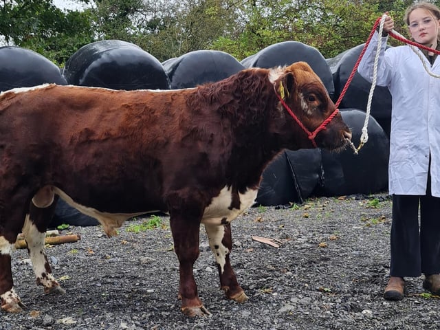 Lisnoaln George from Sean Hyland (ROI) made €5,900 a new breed record price at public auction