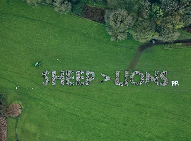 Paddy Power unveils a giant message of support for Wales at Gower Salt Marsh Farm, using 1,200 sheep to cheekily poke fun at the England team, ahead of the World Cup clash between the two UK nations.