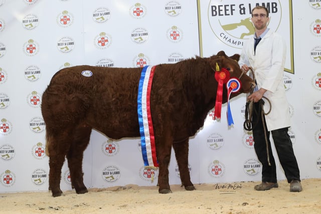 The Any other Breed Champion Heifer at the fifth Royal Ulster Beef & 	Lamb Championships was awarded to Thomas Johnston from Toomebridge.