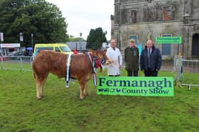 The beef inter-breed champion at Fermanagh Show 2023. Pic: Richard Halleron