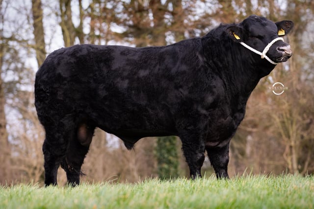 Old Glenort Black Blockbuster Y407, top priced Aberdeen Angus sold for £5700gns