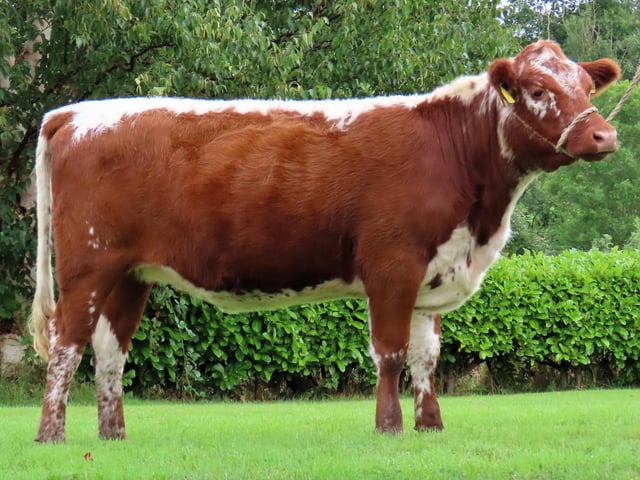 Ballyreagh Ruby 6831 from N&M Moilies (NI) made £3,450