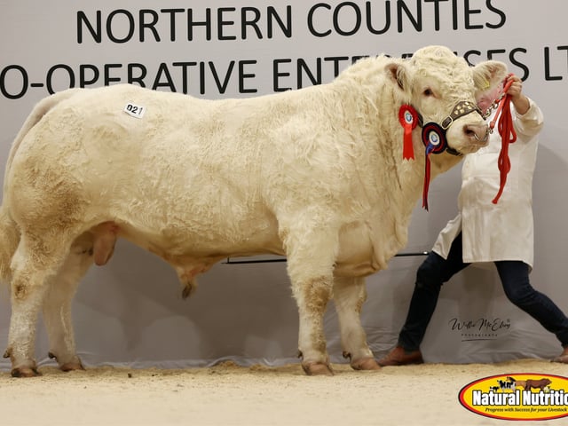 Brigadoon Atlanta - Reserve Intermediate Champion - WD&JA Connolly - 8,000gns