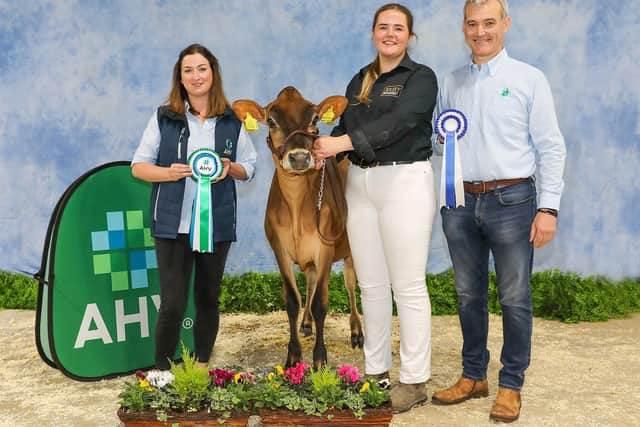 Ailsa Fleming, Fleming Family winning the Intermediate Calf Class and Reserve Jersey Champion Calf with Potterswalls Joyride Dorie Dee ET. (Pic supplied by Ulster Jersey Cattle Club)
