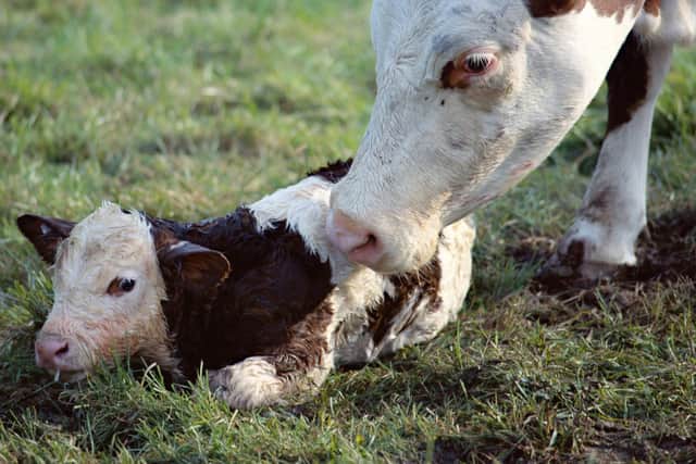 It’s that time of year when calving and lambing is getting into full swing. (Pic: Shutterstock)