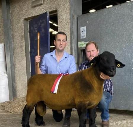 1st Prize Shearling Ram & Overall Champion from N Robinson selling for 950gns to A Craig, Claudy.