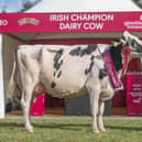 Sam & John McCormick from Co. Down who won the 2022 Diageo Baileys Champion Dairy Cow and are returning to the Virginia Showgrounds on 23 August to compete again. Pi: www.forphoto.ie