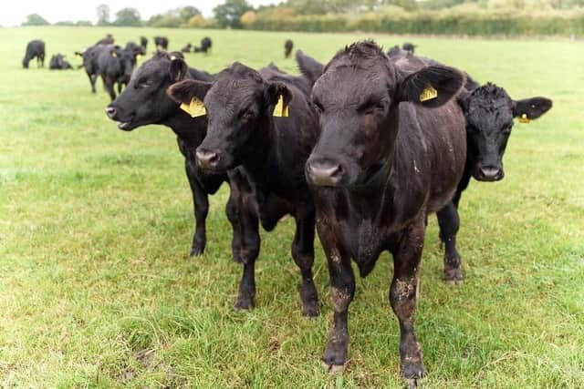 Sainsbury’s has launched a new sustainable beef range that benefits farmers