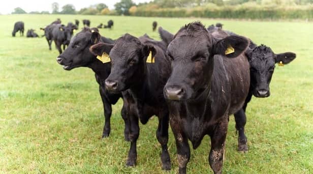 Sainsbury’s has launched a new sustainable beef range that benefits farmers