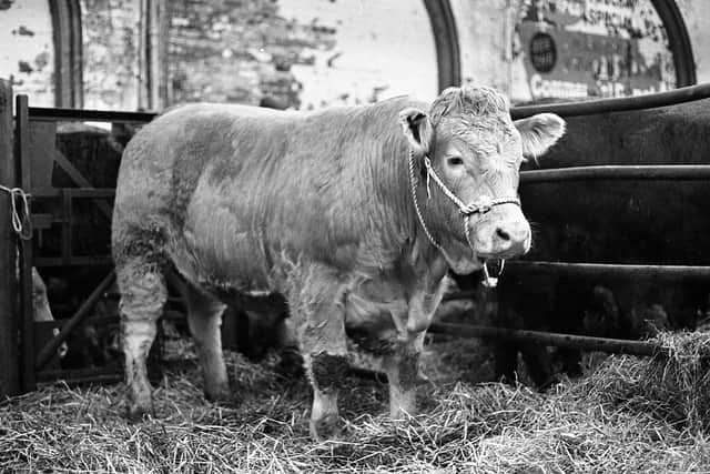 The supreme champion steer exhibited by Mr Andy Jackson, Crossgar, at Allam’s Christmas fatstock show in Belfast in December 1981. It was sold for £1.713.  Picture: Farming Life archives/Darryl Armitage
