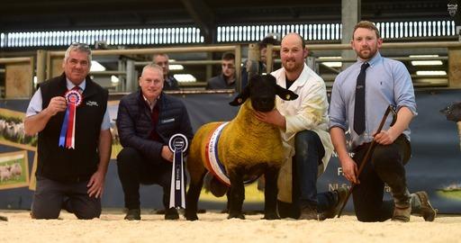 1st Prize Ram Lamb, Male Champion & Supreme Champion from Susan O'Keeffe sold for 3000gns  - Premier Sale Seamus McCormick representing Danske Bank.