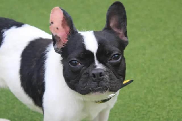 Frank is a lively, fun-loving one-year-old French Bulldog who loves nothing more than to play with his toys. Image: Dogs Trust