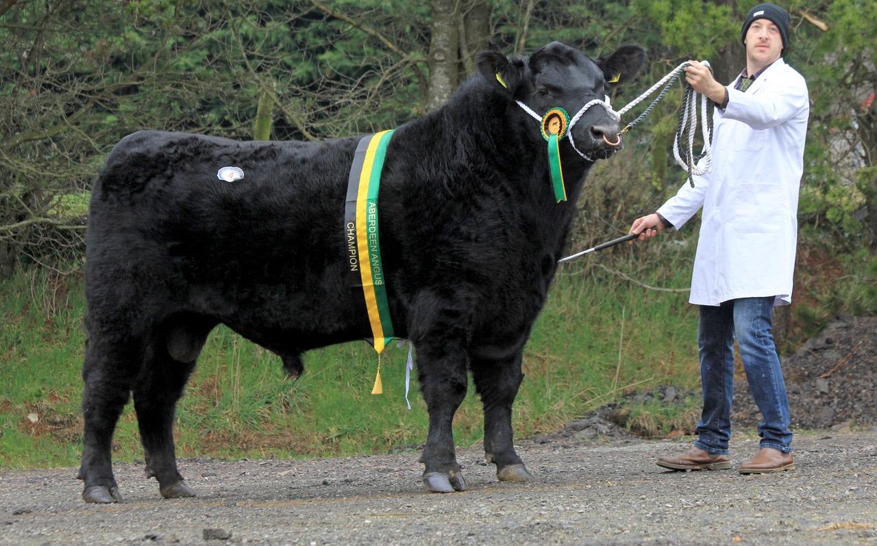 Aberdeen Angus bulls to 5,400gns and 5,200gns at Dungannon