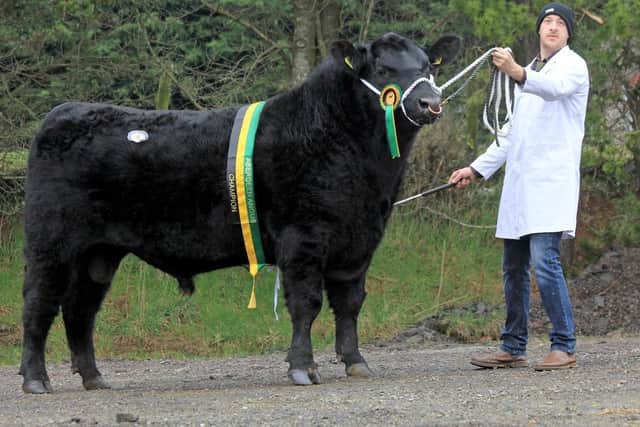 Fintan Keown, Belleek, exhibited the supreme champion Home Farm Lord Harry X647 sold for 5,200gns at the Aberdeen Angus Cattle Society’s spring show and sale, held in Dungannon. Picture: Julie Hazelton