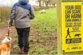 Across the UK dog attacks on farm animals cost an estimated £1.8m in 2022. Image: NFU
