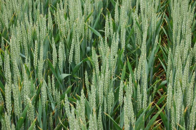 UK wheat supply is made up of wheat held in store at the start of the season, production and imports.