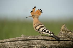 Hoopoe