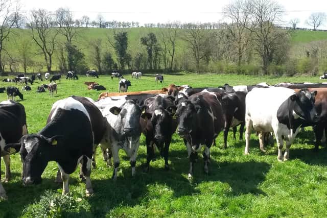 Spring and summer grazing can depress milkfat