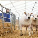 Beltex sheep ahead of the Balmoral Show -  Picture by Jonathan Porter/PressEye