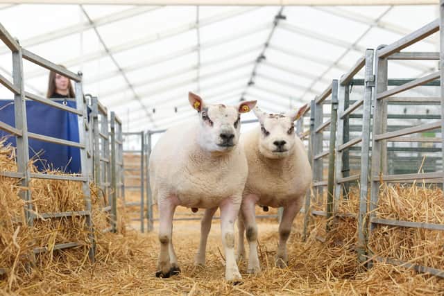 Beltex sheep ahead of the Balmoral Show - Picture by Jonathan Porter/PressEye
