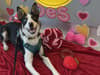 Handsome Border Collie Desmond is hoping to find his 'pawfect' new home this Valentine's Day
