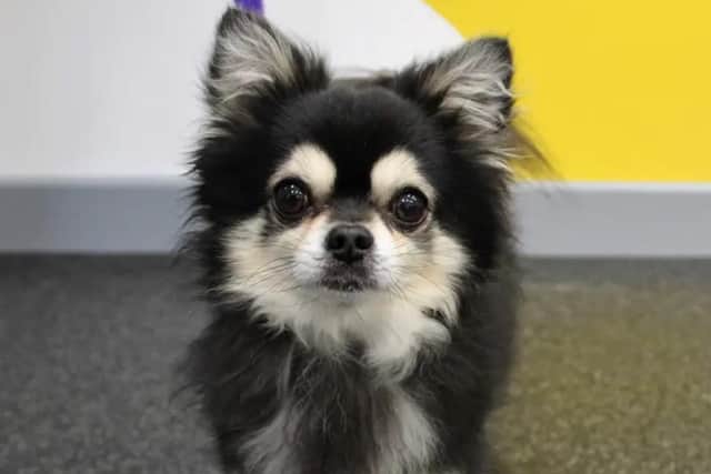 Pablo is a tiny chihuahua who is bursting with personality and is the definition of small but mighty.(Pic: Dogs Trust)