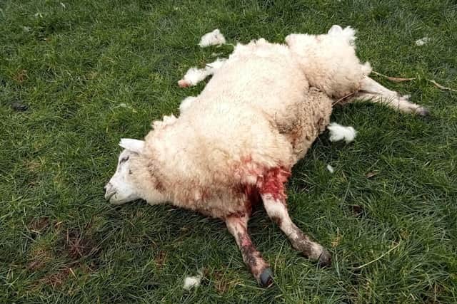 This sheep owned by a County Armagh member suffered severe injuries resulting in death following a livestock worrying attack.