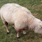 This sheep was injured in a livestock worrying incident.