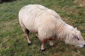 This sheep was injured in a livestock worrying incident.