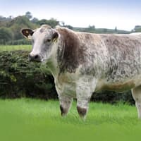 C&M Tumilty’s in-calf heifer sale returns to Markethill