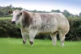 The sale features a carefully selected group of predominantly Limousin, Belgian Blue and Charolais-cross heifers