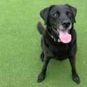 Jet is a handsome 10-year-old Labrador cross looking for a home where he receives lots of attention and can enjoy fun adventures out and about.