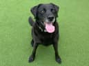 Jet is a handsome 10-year-old Labrador cross looking for a home where he receives lots of attention and can enjoy fun adventures out and about.