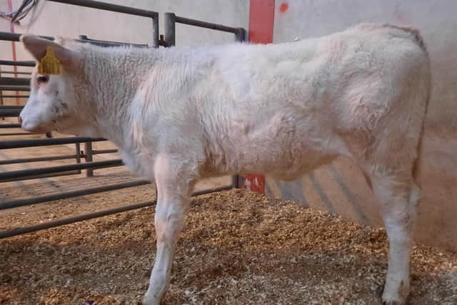 At the drop calf sale which was held on Saturday 20th May 2023 at Downpatrick Mart a Kilkeel farmer topped the heifer category on the day with lot 601, a Simmental female at 89kg which sold for £430