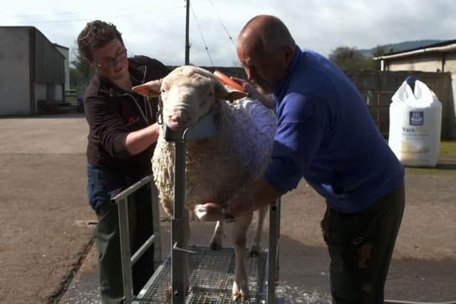 Rodney Balfour with Donny the ram. (Pic: UTV)