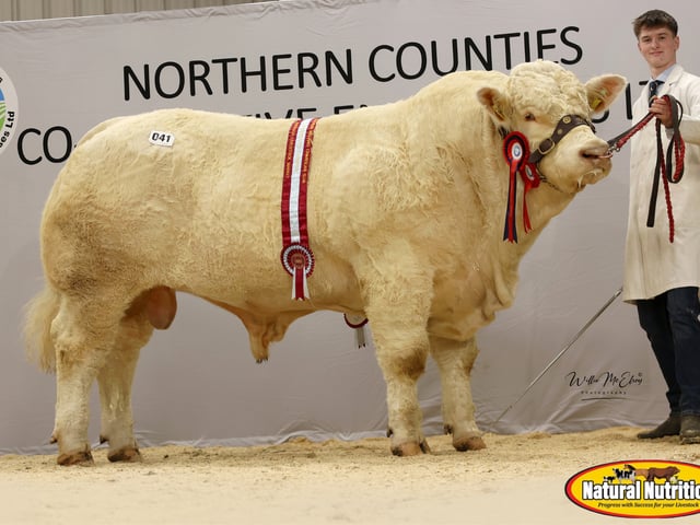 Brogher Armour - Intermediate Champion -Trevor Phair - 10,500gns