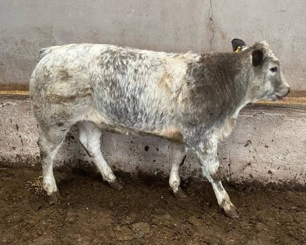 Some of Michael's Blonde sired calves.