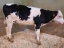 At the Downpatrick Mart drop calf sale held on Saturday 13th May 2023 a Crossgar farmer topped the market on the day with (lot 613) Belgian Blue male at 100kg which sold for £390