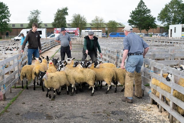 Victor Gourley, William Kerr, John McDaid and Scott Gourley at the Alexander Gourley open air sheep show and sale at Aghanloo on Tuesday morning. Photo Clive Wasson