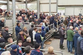 Pictured at the Gigginstown House Angus Sale on Saturday 22 April.