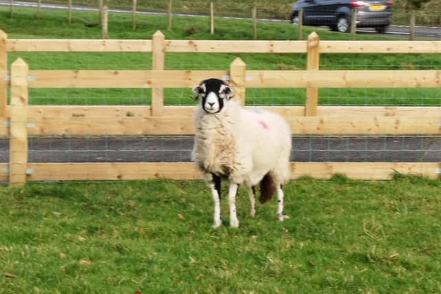 John Blaney farms Glenann Mountain in the Glens of Antrim and has been involved with the breed since the late 70s. (Pic: John Blaney)