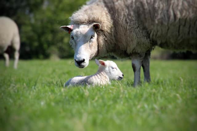 Working smarter was the take-home message from a webinar entitled ‘Reducing Flock Input (through labour)’, organised by SAC Consulting, part of Scotland’s Rural College (SRUC). Picture: SRUC