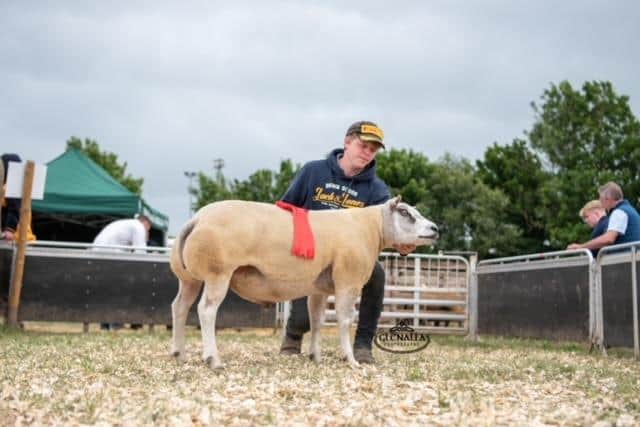 The McCutcheon Family,Trillick, took first place in the Aged Ram class.