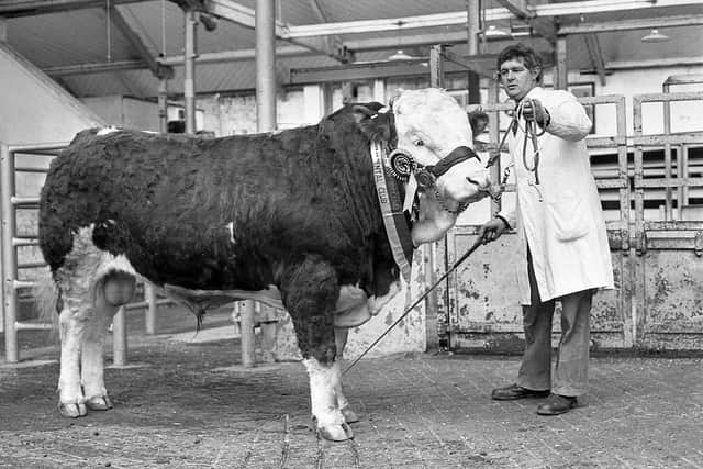 Pictured in March 1983 at the breed show and sale which was held at the Automart, Portadown is Andrew Patterson with the reserve supreme champion bull of Bertie Watterson, Magherafelt. Picture: Farming Life/News Letter archives