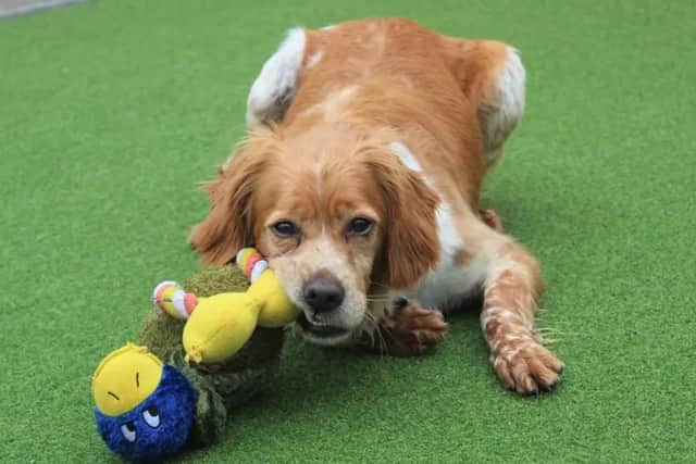 Berry is very friendly towards people and loves human company. Image: Dogs Trust