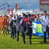 The wait is finally over! Balmoral Show gets underway today
