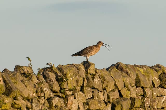 A Curlew