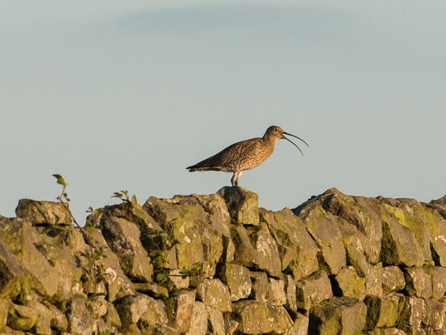 A Curlew
